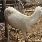 ضان للبيع عددها ( 6 )