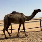 عشرا بكره بكر