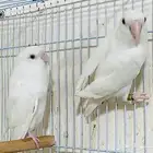 للبيع زوج روز البينو صافي عيون حمر منتج حجم فاخر