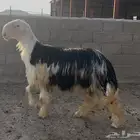 طلي نجد جبر