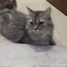 قطة شيرازية للتبني بالمدينه