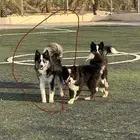 كلب بوردر كولي