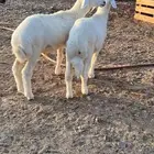 للبيع طليان