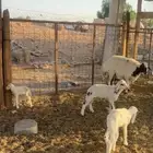 شاه متبع بثلاثه صحته طيبه شقاء