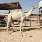 للبيع بكر متلي جذعه