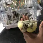 روز
