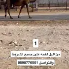 القحات كفو القاح على ركاب كفو