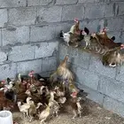 صوص دجاج بلدي وفيومي وتركي
