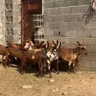 معزا دهم ( تم البيع )