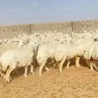 رخال حريات حرش صنف لهوات الزين 200 راس ( تم البيع )