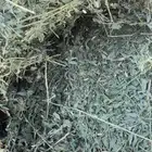 برسيم 150 حبه