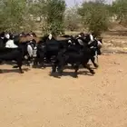 تيوس مخاصي للييع العدد20
