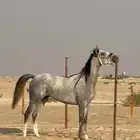 مهرة معسوفه جزيري خط فرنسي