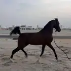 حصان شعبي سبوقق