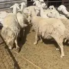 نعاج مضاريع دفع دفع