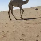 قعود اوضح رماني