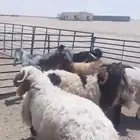 خرفان نعيم فاخره بري طرف ومجس
