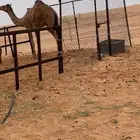 مفروده فل شحم للبيع