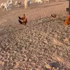 ديوك للبيع ديوك طيبه والعدد3 الحد25