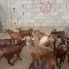 تيوس بلدي جذعان وثنيان العدد 31 المجارده