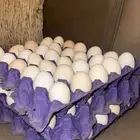بيض بلدي مخصب و اكل .