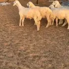 طليان حريات