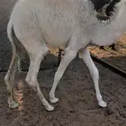 بكره شراكة بالنص والربع والثمن