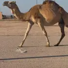 لقحه ملاقي حمراء ( تم البيع )