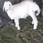 هرفي حري