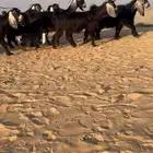 معزاء عوارض عارضايات رغايث