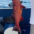 رحلات بحرية مرسى البحر الاحمر