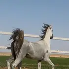 حصان واهو