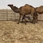 بكار صفر طيبه