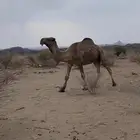 بعير