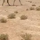 خفوت للبيع