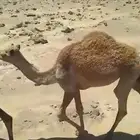 قعود مفرودة