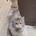 قطة للبيع 200 ريال