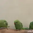 فرخ درة اليف