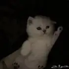 قطط سكوتش