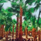 نخل مثمر للبيع نقايل جثايث فسائل نخل واشنطني زينه واشنطنيا