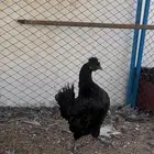 طقم دجاج عربي كوبرا هزاز