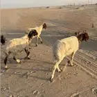 للبيع غنم نعيم