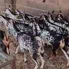 معزا مقاني العدد 13 مرخ لون واحد