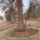 نخل