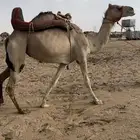 رحول