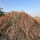 علف للبيع(تم البيع)