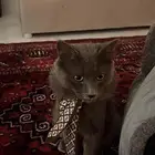 قط للتبني معه كرت تطعيماته