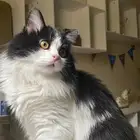 قط ذكر لتبني