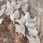 دجاج فيومي قوالد