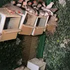 زوبراء للبيع